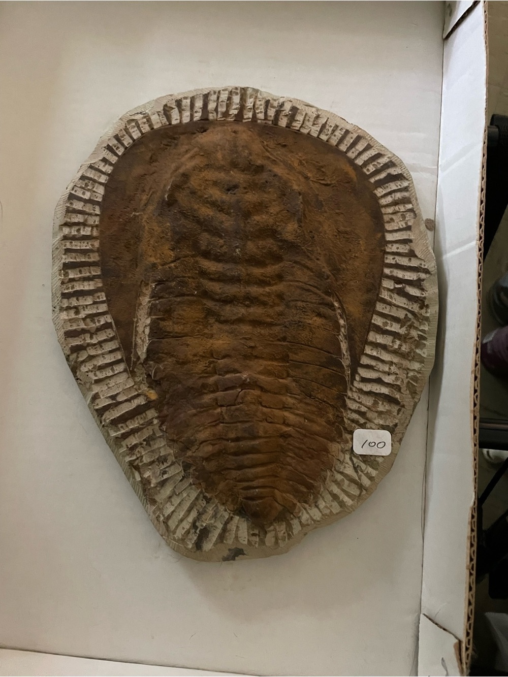 Trilobite fossil
